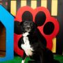 202 PERROS Y 39 GATOS DEL SANTUARIO ANIMAL MILY BUSCAN FAMILIA; CONSULTE EL PADRÓN DIGITAL DE ADOPCIÓN
